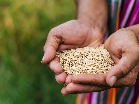 Rice milling operations